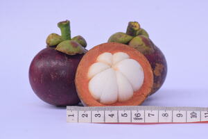 Mangosteen export